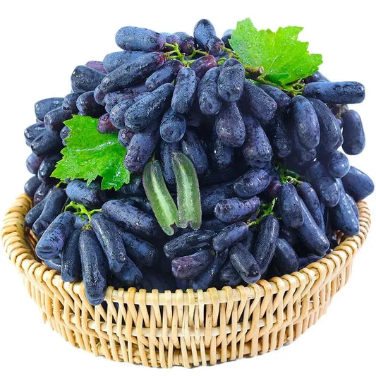 (100g) 🍇 SapphireVine® – Premium High-Yield Blue Grape Seeds (with Free Organic Pot Mix)
